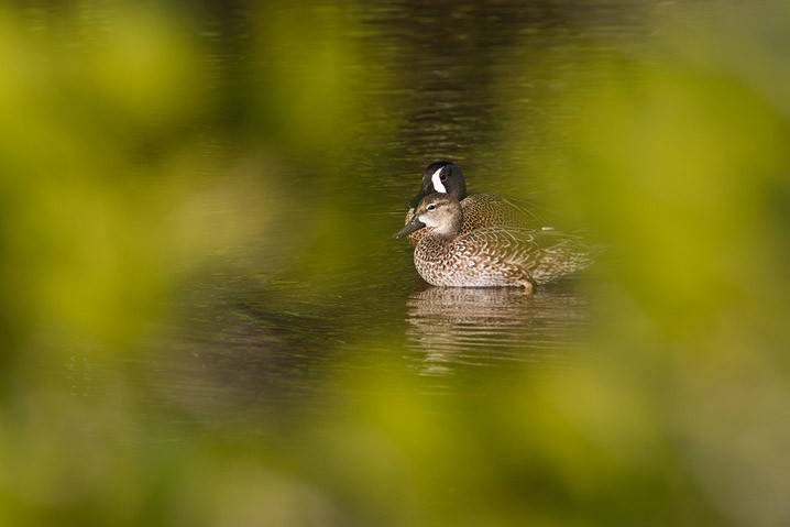 Blauflgelente Anas discors Blue-winged Teal